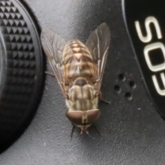 Dasybasis sp. (genus) at Coree, ACT - 1 Feb 2022 12:49 PM