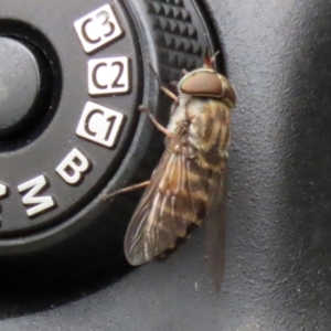 Dasybasis sp. (genus) at Coree, ACT - 1 Feb 2022 12:49 PM