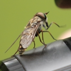 Dasybasis sp. (genus) at Coree, ACT - 1 Feb 2022 12:49 PM