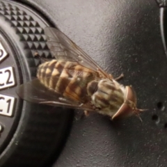 Dasybasis sp. (genus) at Coree, ACT - 1 Feb 2022 12:49 PM