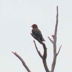 Eurystomus orientalis at Paddys River, ACT - 1 Feb 2022