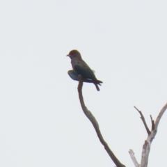 Eurystomus orientalis at Paddys River, ACT - 1 Feb 2022