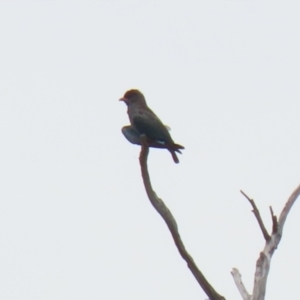 Eurystomus orientalis at Paddys River, ACT - 1 Feb 2022