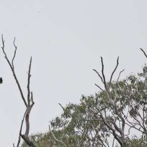 Eurystomus orientalis at Paddys River, ACT - 1 Feb 2022