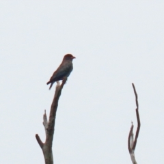 Eurystomus orientalis at Paddys River, ACT - 1 Feb 2022