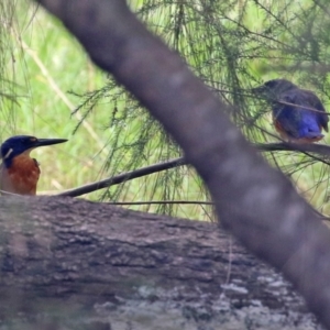 Ceyx azureus at Uriarra Village, ACT - 1 Feb 2022