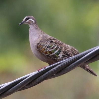 Phaps chalcoptera (Common Bronzewing) at Coree, ACT - 1 Feb 2022 by RodDeb