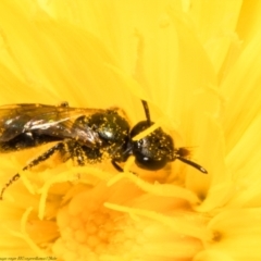 Lasioglossum (Homalictus) sphecodoides (Furrow Bee) at Molonglo Valley, ACT - 2 Feb 2022 by Roger