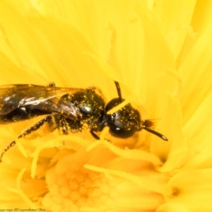 Lasioglossum (Homalictus) sphecodoides at Molonglo Valley, ACT - 2 Feb 2022