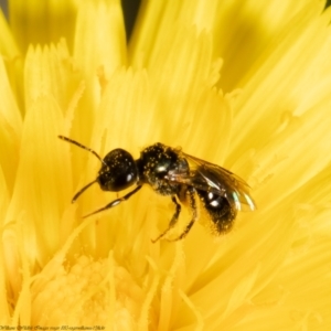 Lasioglossum (Homalictus) sphecodoides at Molonglo Valley, ACT - 2 Feb 2022