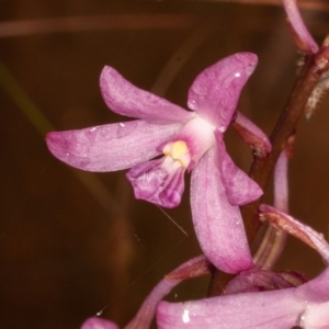 Dipodium roseum at Paddys River, ACT - 30 Jan 2022