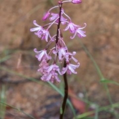 Dipodium roseum at Paddys River, ACT - suppressed