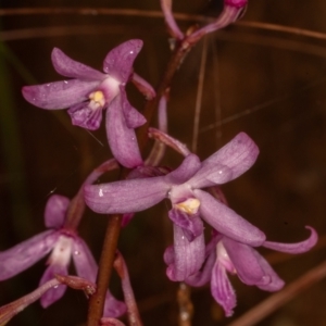 Dipodium roseum at Paddys River, ACT - suppressed