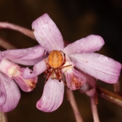 Dipodium roseum at Paddys River, ACT - suppressed