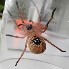 Neosparassus diana at Crooked Corner, NSW - 2 Feb 2022 08:57 AM