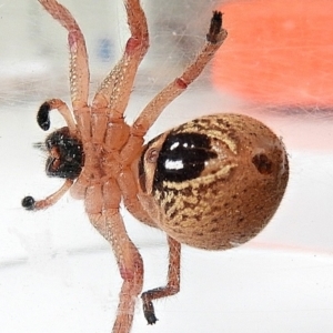 Neosparassus diana at Crooked Corner, NSW - 2 Feb 2022