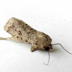 Proteuxoa capularis (Half-moon Noctuid) at Crooked Corner, NSW - 2 Feb 2022 by Milly