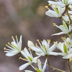 Bursaria spinosa (Native Blackthorn, Sweet Bursaria) at Stromlo, ACT - 2 Feb 2022 by tpreston