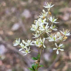 Bursaria spinosa at Stromlo, ACT - 2 Feb 2022