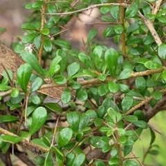 Bursaria spinosa at Stromlo, ACT - 2 Feb 2022