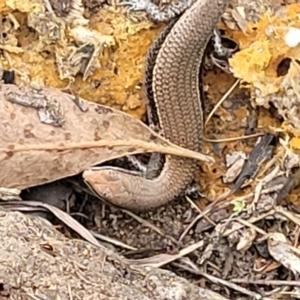 Lampropholis delicata at Stromlo, ACT - 2 Feb 2022 04:26 PM