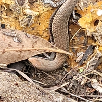 Lampropholis delicata (Delicate Skink) at Stromlo, ACT - 2 Feb 2022 by trevorpreston