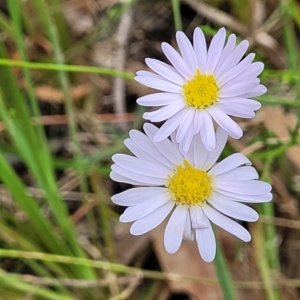 Brachyscome rigidula at Stromlo, ACT - 2 Feb 2022 04:22 PM