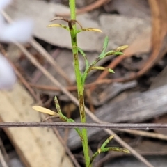 Brachyscome rigidula at Stromlo, ACT - 2 Feb 2022