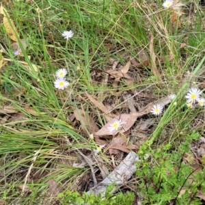 Brachyscome rigidula at Stromlo, ACT - 2 Feb 2022 04:22 PM