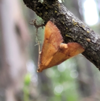 Endotricha pyrosalis (A Pyralid moth) at Stromlo, ACT - 2 Feb 2022 by tpreston