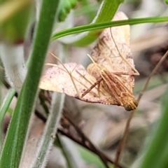 Endotricha pyrosalis at Stromlo, ACT - 2 Feb 2022