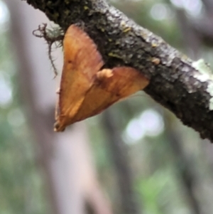 Endotricha pyrosalis at Stromlo, ACT - 2 Feb 2022