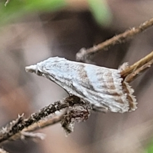 Nola paromoea at Stromlo, ACT - 2 Feb 2022