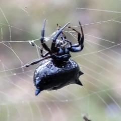 Austracantha minax (Christmas Spider, Jewel Spider) at Stromlo, ACT - 2 Feb 2022 by trevorpreston