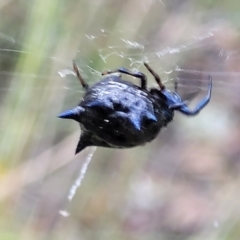 Austracantha minax at Stromlo, ACT - 2 Feb 2022