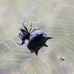 Austracantha minax at Stromlo, ACT - 2 Feb 2022