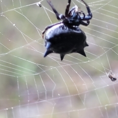 Austracantha minax at Stromlo, ACT - 2 Feb 2022