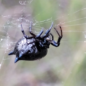 Austracantha minax at Stromlo, ACT - 2 Feb 2022