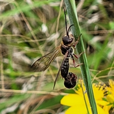 Thynninae (subfamily) (Smooth flower wasp) at Stromlo, ACT - 2 Feb 2022 by trevorpreston