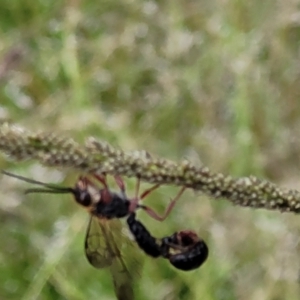 Thynninae (subfamily) at Stromlo, ACT - 2 Feb 2022 03:37 PM