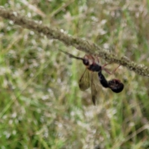 Thynninae (subfamily) at Stromlo, ACT - 2 Feb 2022 03:37 PM