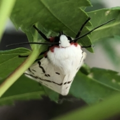 Ardices canescens (Dark-spotted Tiger Moth) at Belconnen, ACT - 26 Jan 2022 by Dora