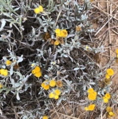 Chrysocephalum apiculatum (Common Everlasting) at Lake Ginninderra - 30 Jan 2022 by Dora