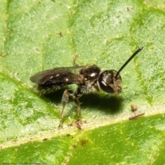 Lasioglossum (Homalictus) sphecodoides (Furrow Bee) at ANBG - 1 Feb 2022 by Roger