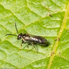 Lasioglossum (Homalictus) sphecodoides at Acton, ACT - 2 Feb 2022 10:46 AM