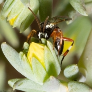 Ichneumonidae (family) at Macgregor, ACT - 1 Feb 2022