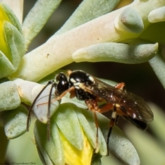 Ichneumonidae (family) at Macgregor, ACT - 1 Feb 2022