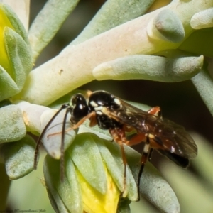 Ichneumonidae (family) at Macgregor, ACT - 1 Feb 2022