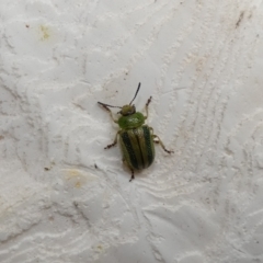 Calomela vittata (Acacia leaf beetle) at Cook, ACT - 30 Jan 2022 by Amata