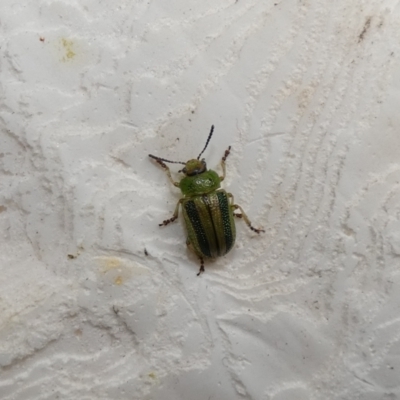 Calomela vittata (Acacia leaf beetle) at Cook, ACT - 30 Jan 2022 by Birdy